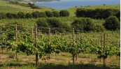 Dyrehoj Vineyard